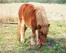 天津宝坻矮马设特兰矮马,宠物矮马养殖