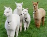 陽泉羊駝養殖報價,萌寵羊駝養殖技術
