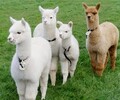 贵州羊驼养殖需要多少钱,宠物羊驼价格