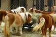 天津观赏矮马养殖吃什么食物,动物园矮马养殖