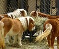 天津觀賞矮馬養殖電話,景區觀賞設特蘭矮馬