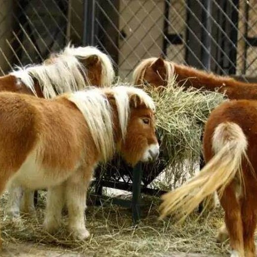 上海静安矮马的价格,动物园矮马养殖