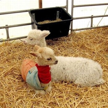 锡林郭勒羊驼养殖哪里可以买到,萌宠羊驼养殖技术