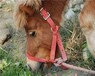 北京石景山矮马宠物,宠物矮马养殖