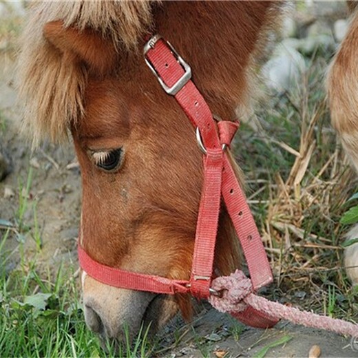 上海观赏矮马养殖养殖技巧,宠物矮马养殖