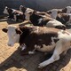 永新四五百斤的西门塔尔二岁母牛现在什么价格图