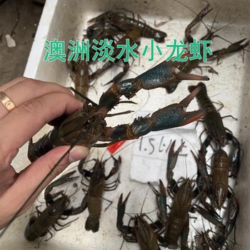 小龙虾中的爱马仕，澳洲淡水小龙虾，规格，7钱到2两之间均有货，22年1月好货推荐