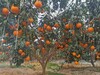 紅美人柑橘大樹5公分紅美人柑橘苗掛果紅美人愛媛柑橘樹苗