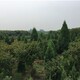 河南桧绿化苗木图