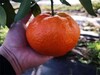 晚熟新品種基地1至5年生甘平柑橘樹苗別名愛媛34號雜柑
