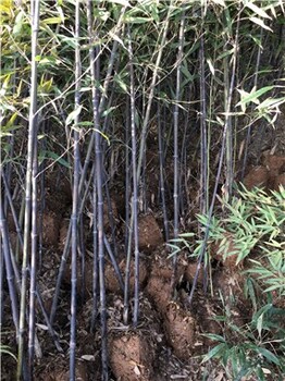 河北邢台1公分紫竹,庭院绿化