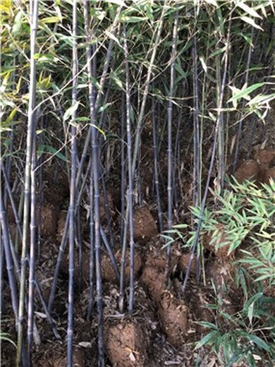 湖北黄石紫竹种植基地,厂区绿化