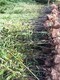 湖北黄冈5米高紫竹,园林绿化产品图