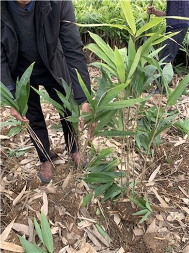 河南洛阳宜阳阔叶箬竹种植基地