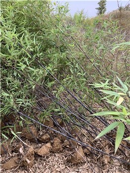 安徽滁州3公分紫竹,园林绿化苗木