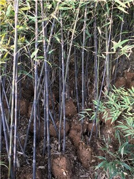 江苏宿迁2米高紫竹,庭院绿化