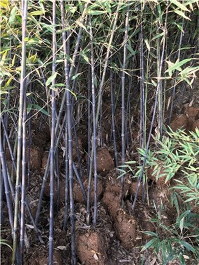 河北石家庄2公分紫竹,园林绿化苗木