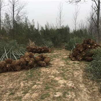 菏泽刚竹基地