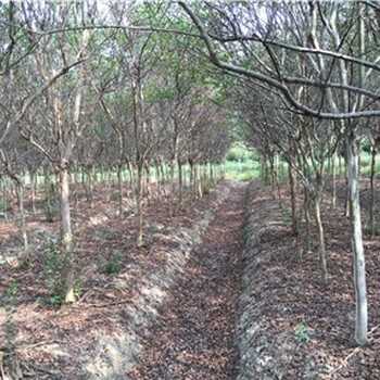 潢川紫薇豐滿的枝葉和多樣的色彩園林景觀