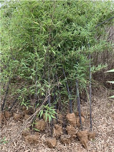 湖北荆门5米高紫竹,厂区绿化
