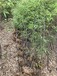 湖北宜昌1公分紫竹,园林绿化