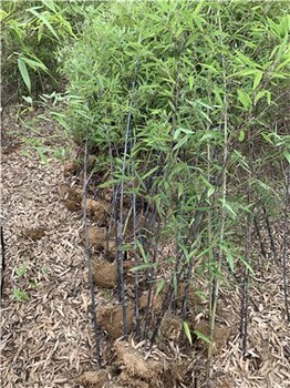 安徽滁州紫竹实景图片,园林绿化