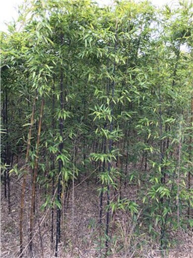 山東棗莊4米高紫竹,廠區綠化