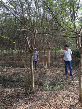 河南紫薇易于形成竹林景观耐寒性强