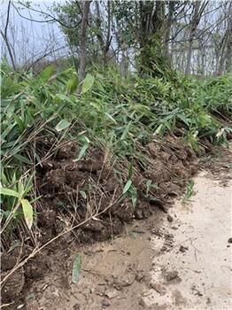 河南潢川闊葉箬竹豐富的色彩變化高大挺拔