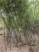 陕西铜川1公分紫竹,园林绿化苗木