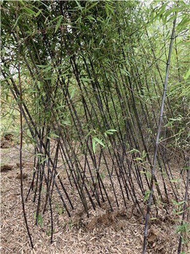 江苏镇江4公分紫竹,庭院绿化