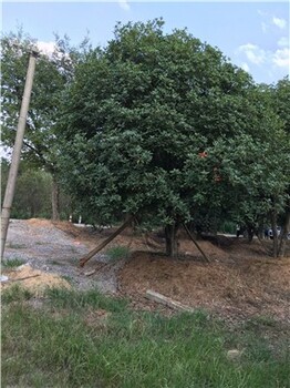 潢川桂花綠化提升城市形象高大挺拔