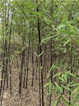山东菏泽2公分紫竹,庭院绿化