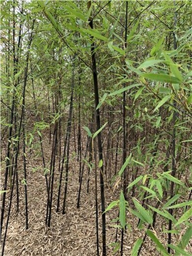 马鞍山4米高紫竹,厂区绿化