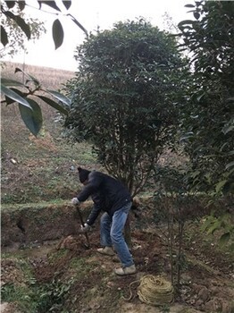 潢川桂花植于园路两旁枝繁叶茂