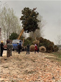 10公分广玉兰城市园林还能净化空气