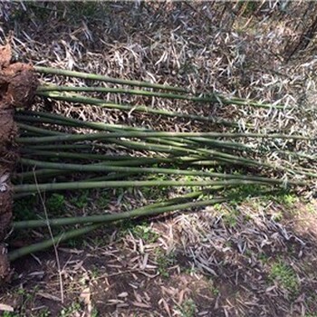 承德9公分刚竹种植基地