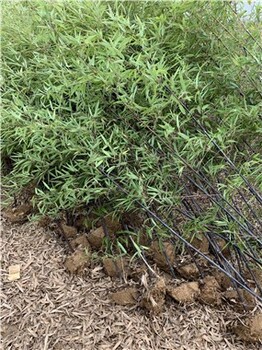 安徽六安4米高紫竹,庭院绿化