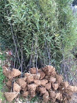 江苏宿迁2米高紫竹,庭院绿化