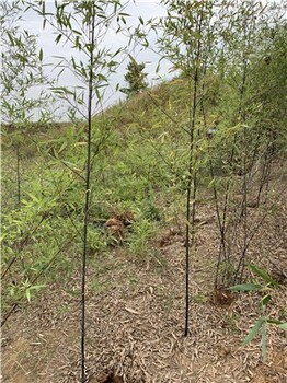 山东德州4公分紫竹,绿化观赏竹
