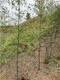 陕西延安2米高紫竹,厂区绿化产品图