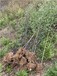 陕西铜川2公分紫竹,园林绿化