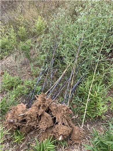 湖北荆州4米高紫竹