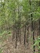 山东威海紫竹种植基地,绿化观赏竹