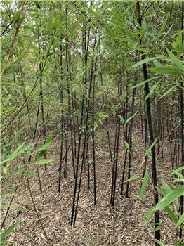 安徽安庆5米高紫竹,庭院绿化
