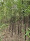 湖南株洲紫竹种植基地,园林绿化产品图