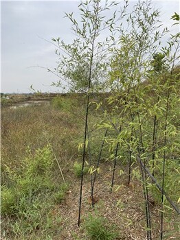江苏苏州4公分紫竹,园林绿化苗木
