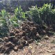 石龙阔叶箬竹种植基地产品图