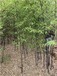 安徽池州2公分紫竹,园林绿化苗木