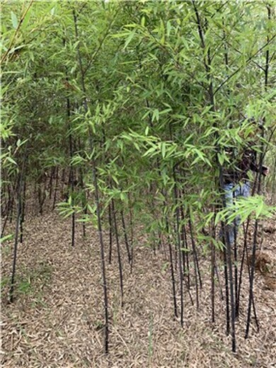 陕西延安2米高紫竹,厂区绿化